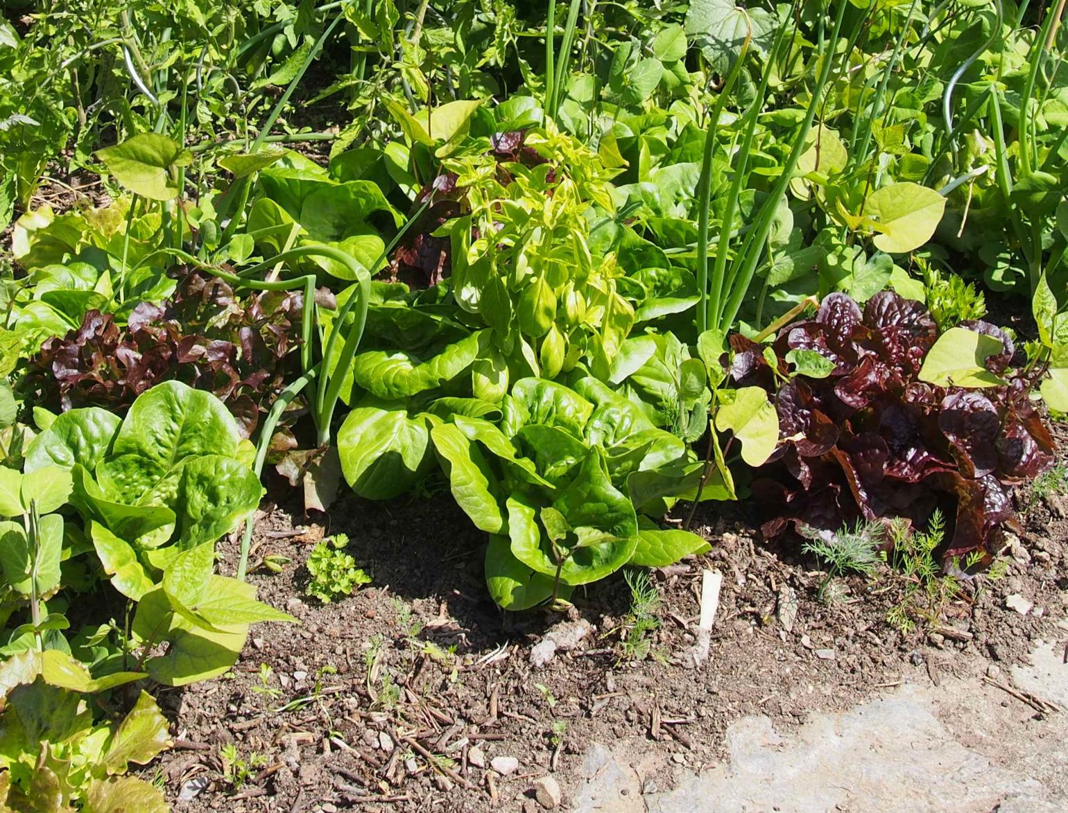 Lettuce, Cultivated